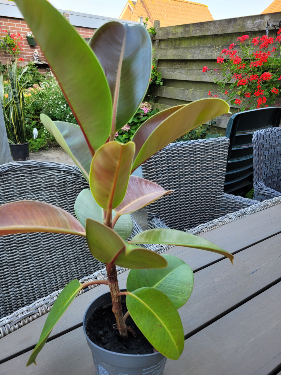 Planten