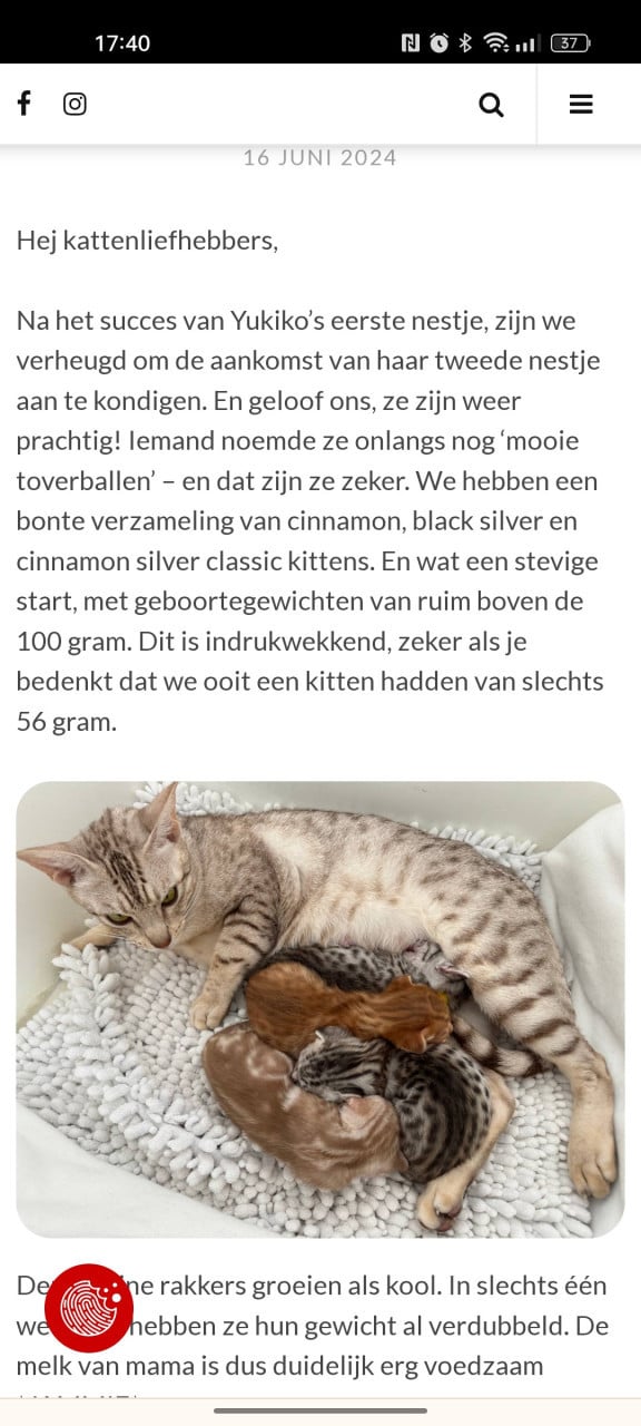 Kittens hier niet zomaar aanbetalen 😉👈 heeft steeds andere te koop