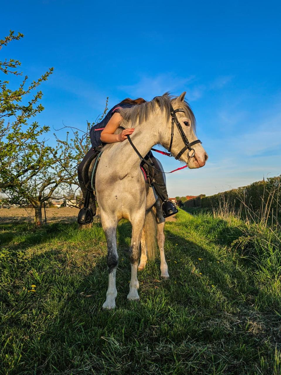 Knappe welsh pony merrie