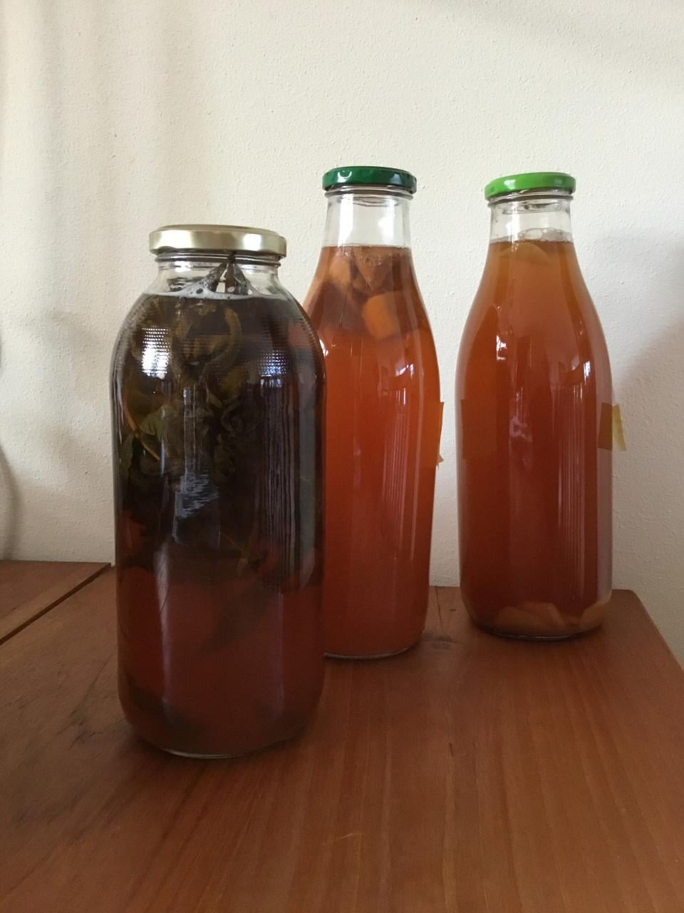 Kombucha zwam met starter te koop