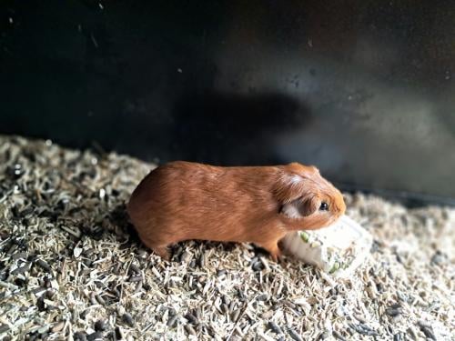 Jonge mannetjes cavia