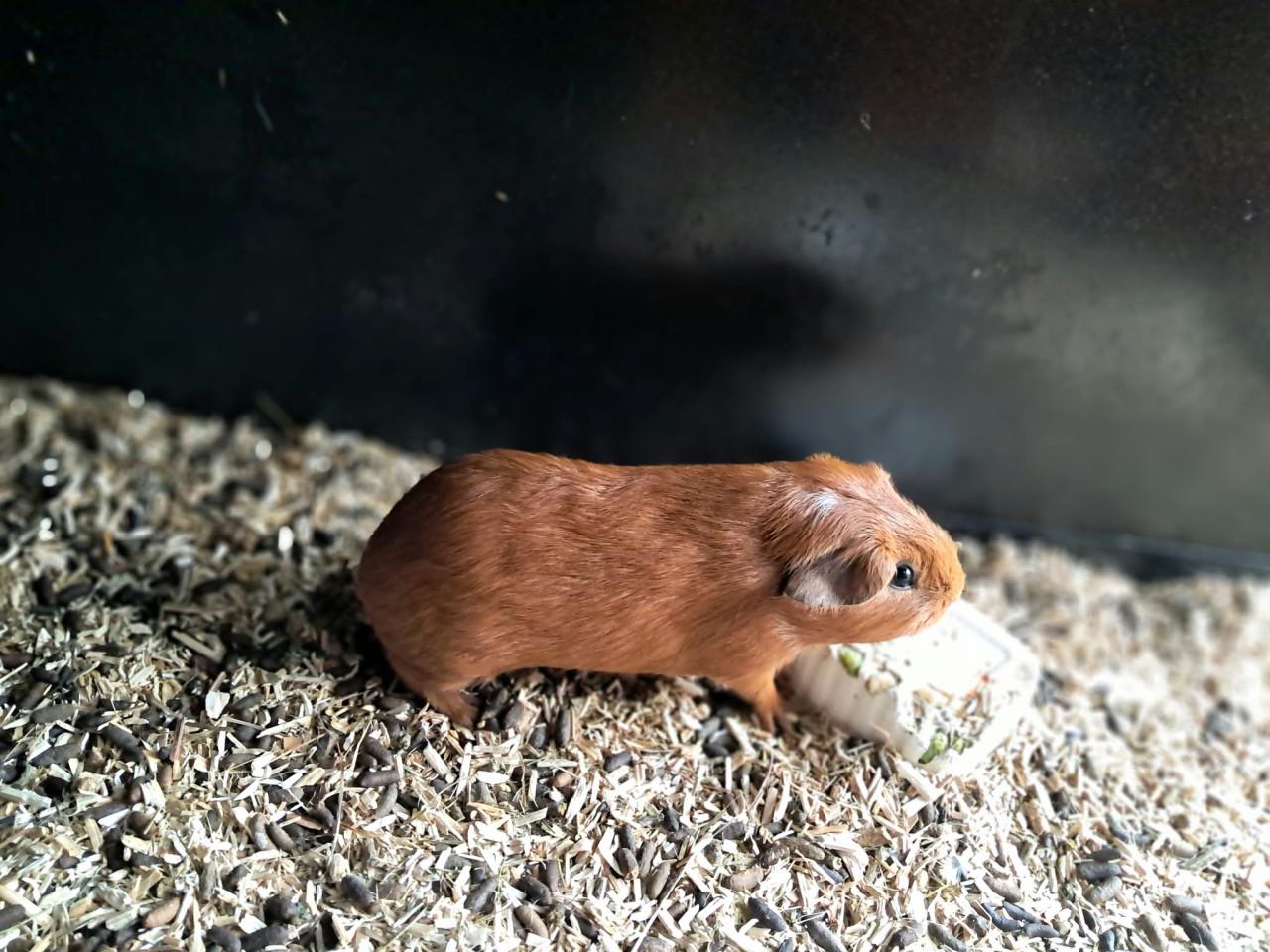 Jonge mannetjes cavia