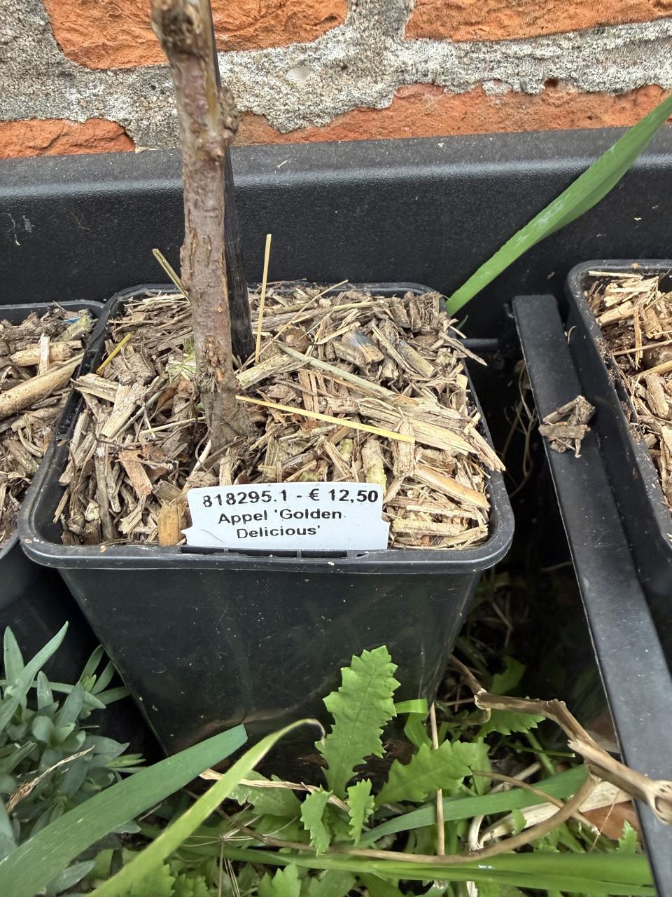 3 Jonge appelbomen Gala, Braeburn en Golden Delicious.