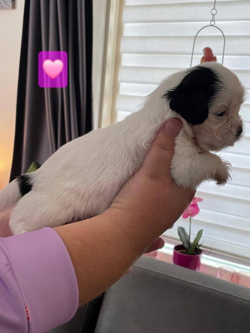 Shih tzu pup