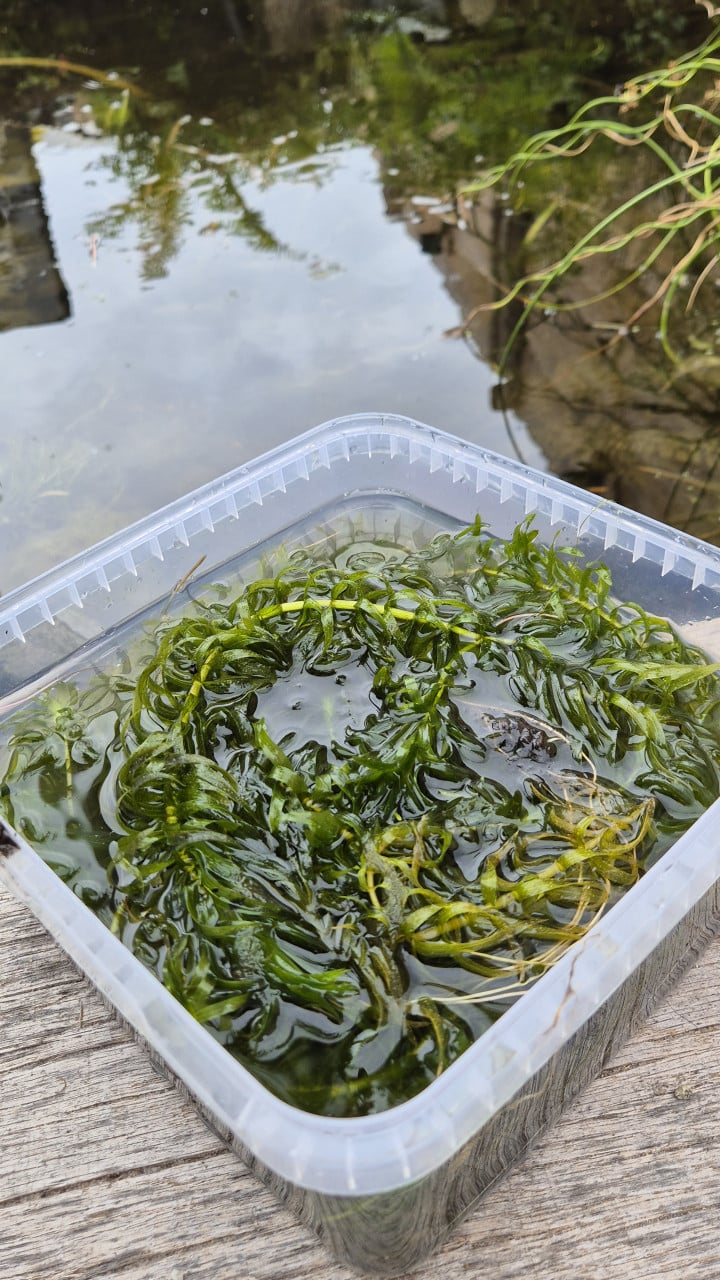 Vijverpest (vijverplanten)