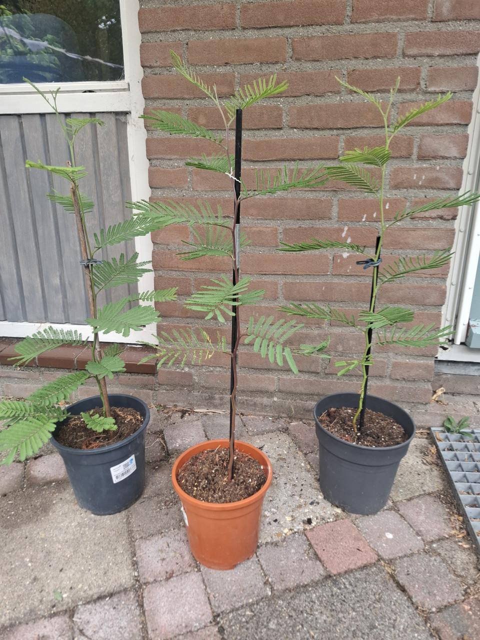 Acacia's