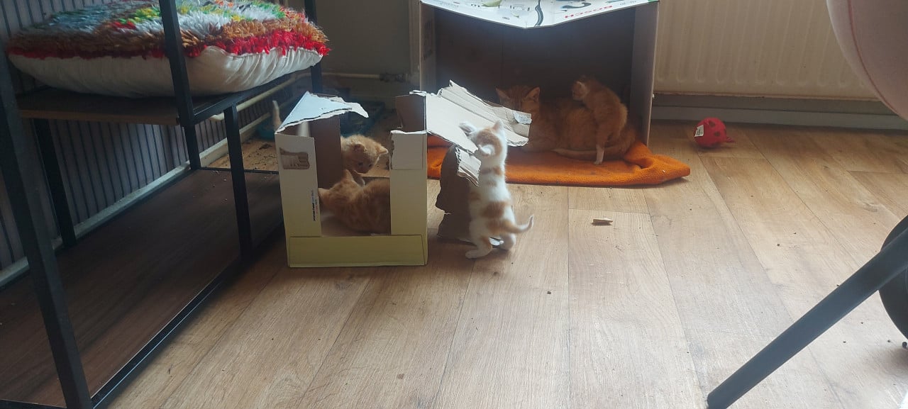 Nestje kittens