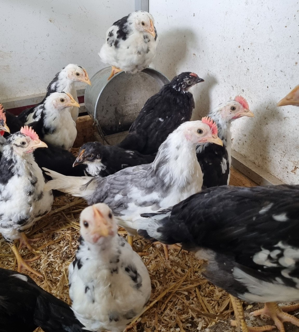 Bonte leghorn hennen 3 + 1 gratis (krompie)