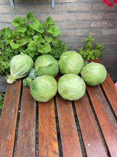 Biologische witte kool