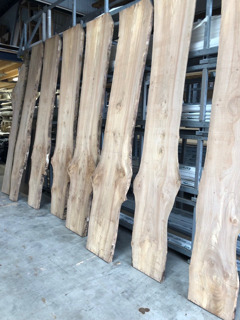 Brede zeeuwse iepen + LINDE boomstam bladen 280 x40-45 x 5, koffie gratis