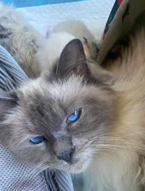 Kittens ragdoll 1 mannetje 1 vrouwtje blue points