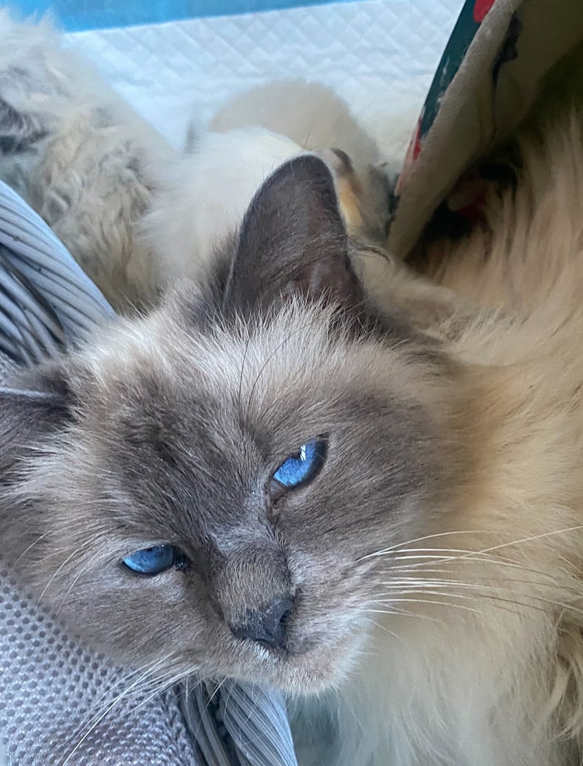 Kittens ragdoll 1 mannetje 1 vrouwtje blue points