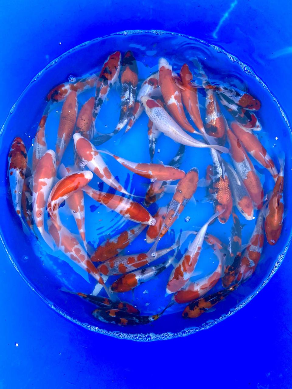 HQ Tosai van Hiroi 18-22cm. Japanse koi WEEKACTIE  €35,-