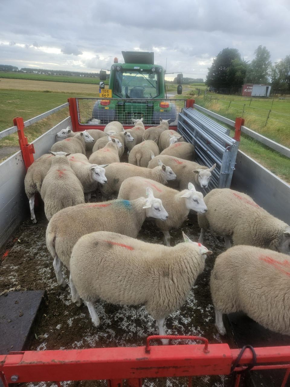 Fokschapen