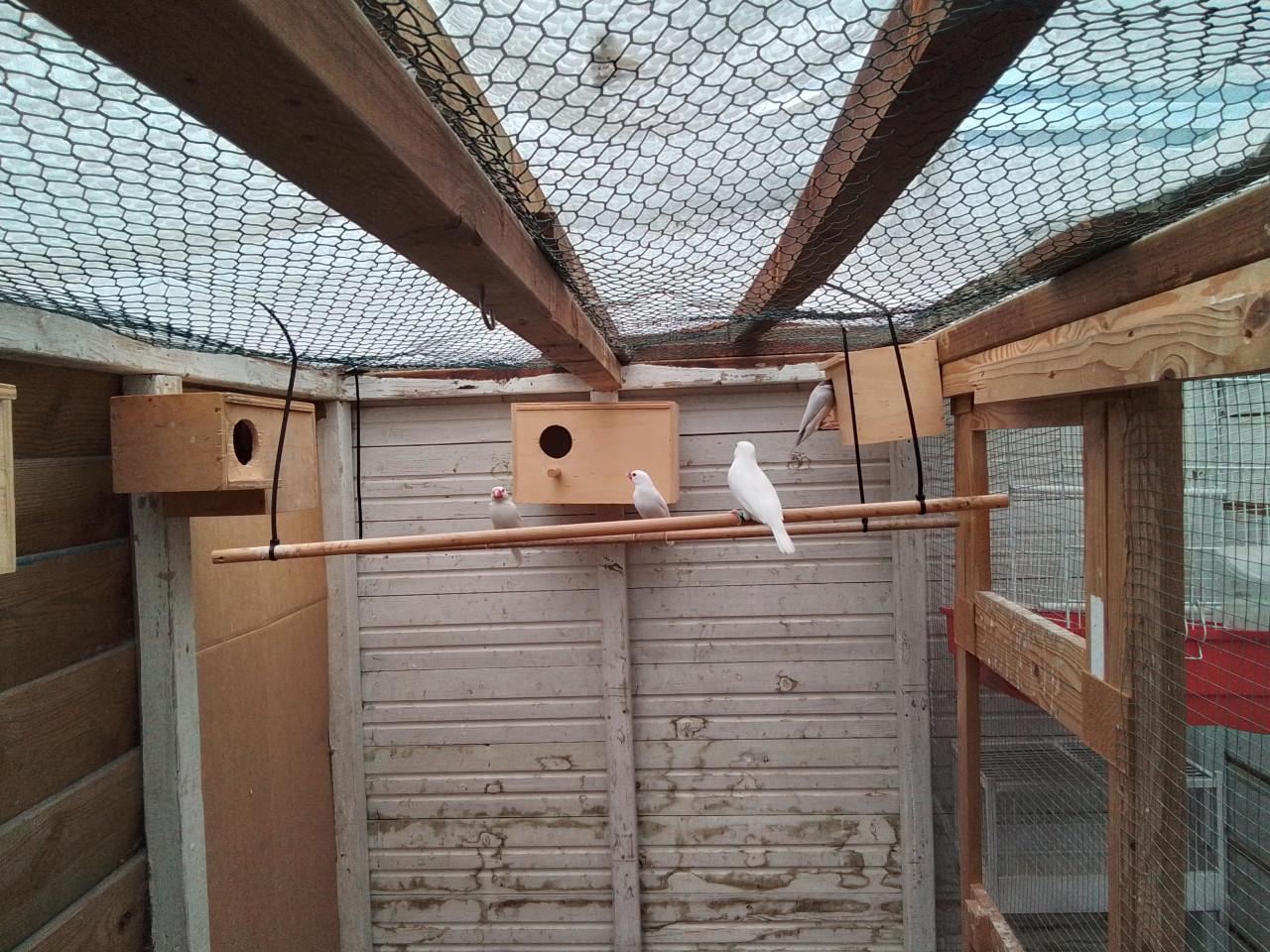 Rijstvogels