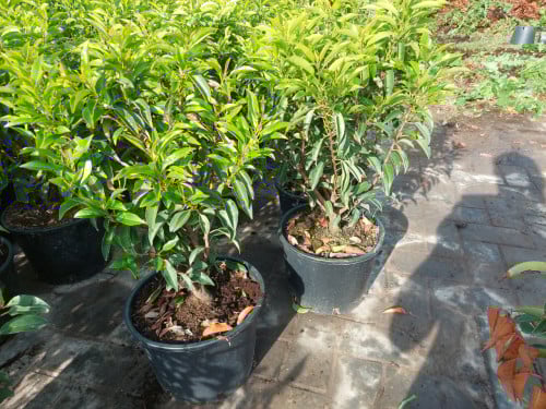 Porugeese laulier/ prunus lusitanica