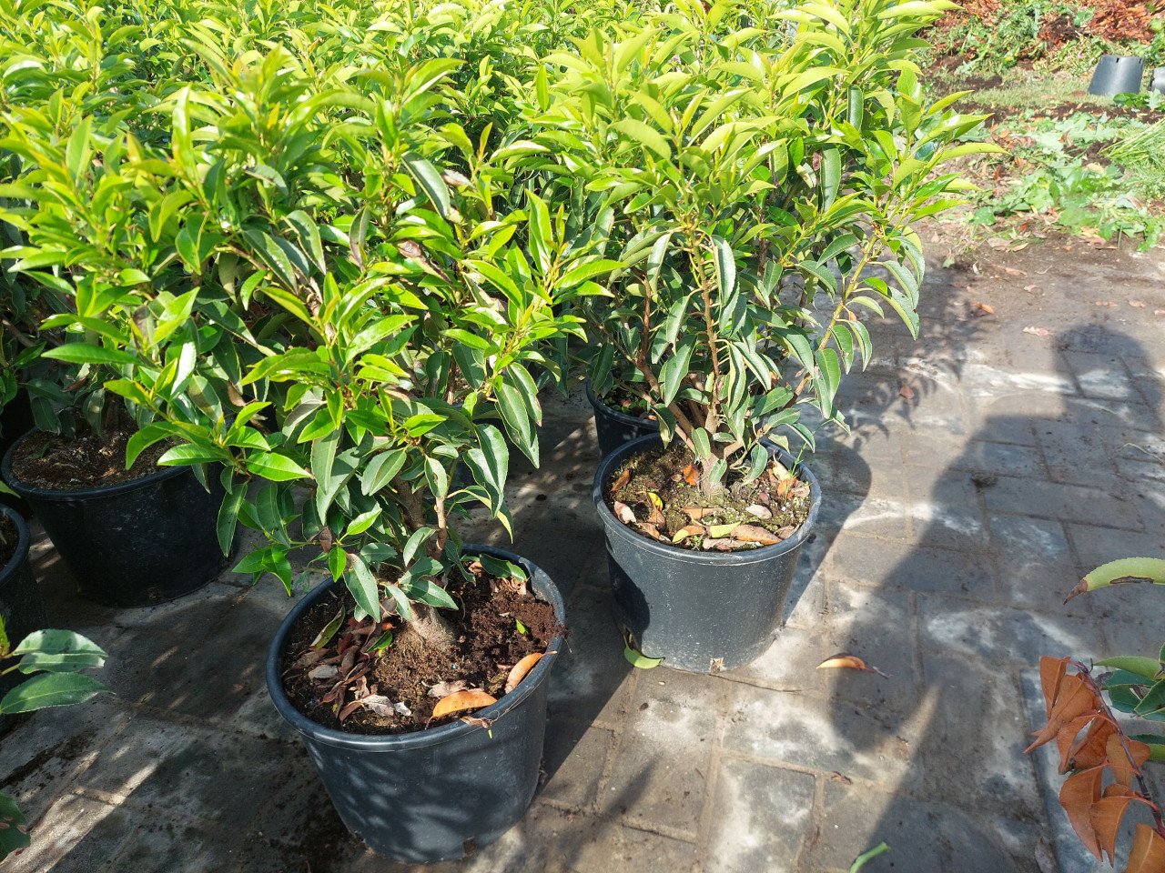 Porugeese laulier/ prunus lusitanica