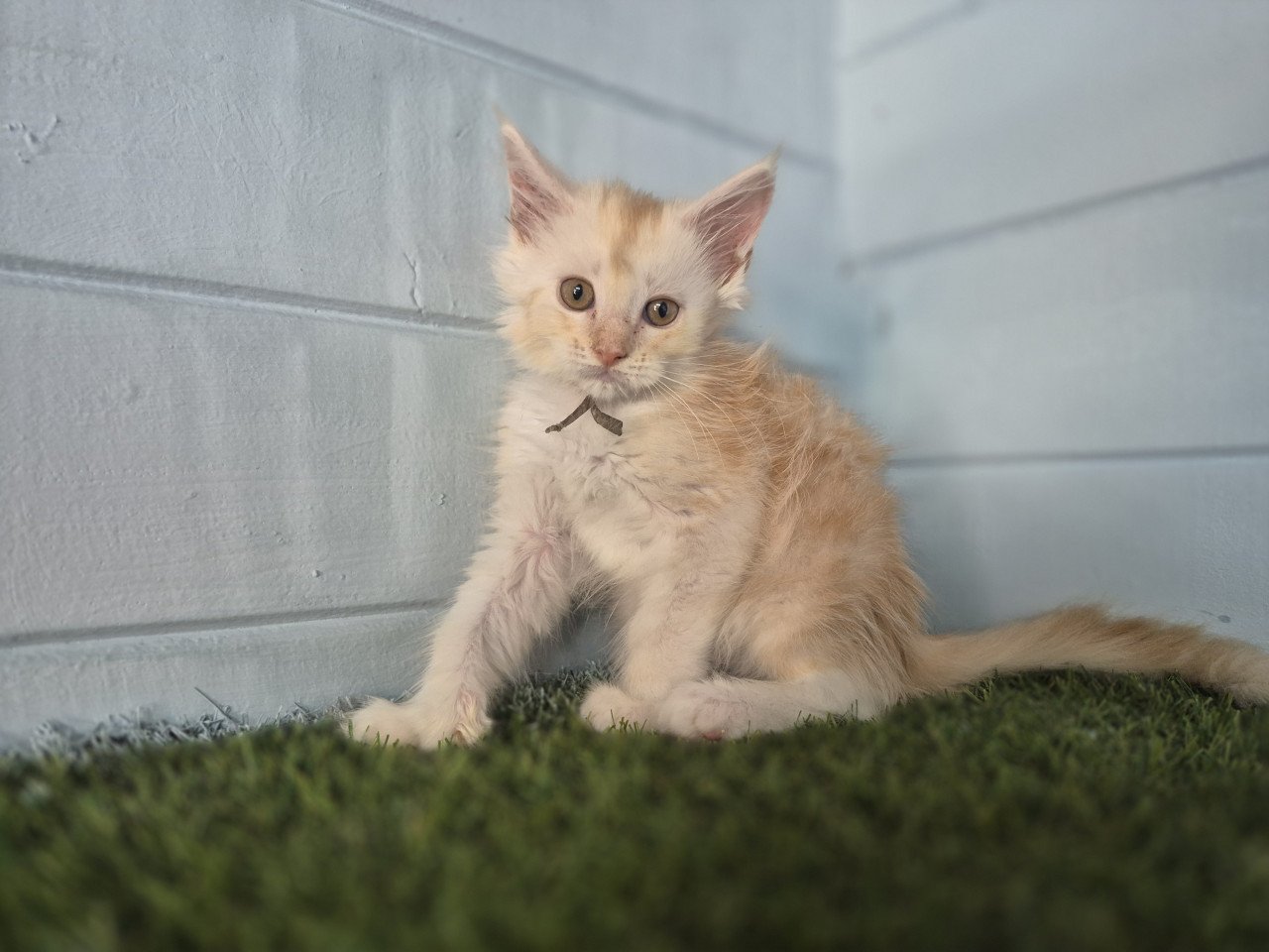 Maine coon kittens polydactyl