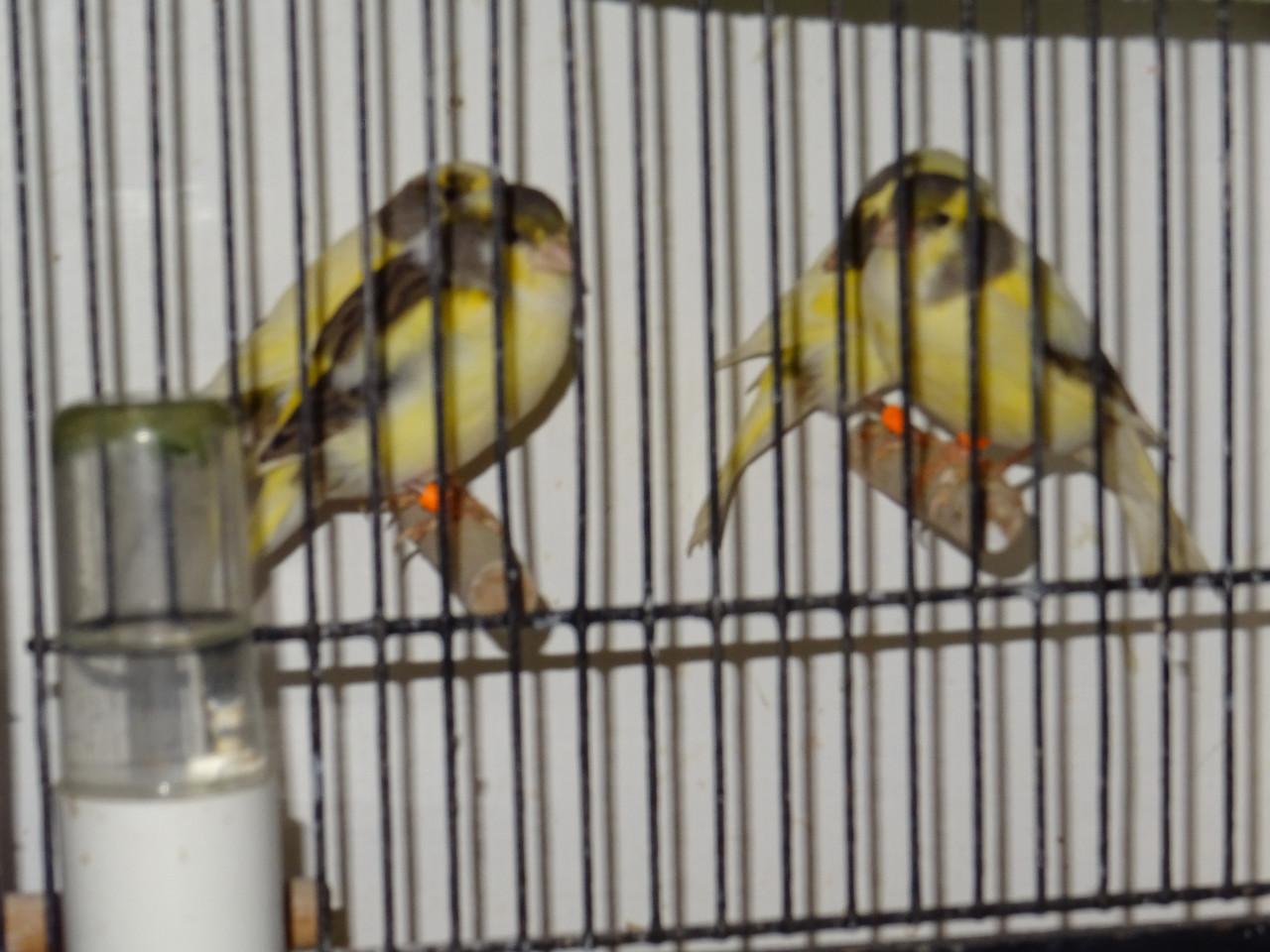 Te koop verschillende kleuren zang of kweek kanaries