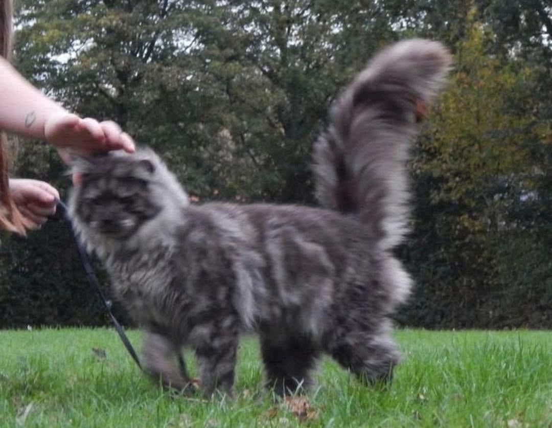 Maine coon dekkater volledig getest en kampioen op show
