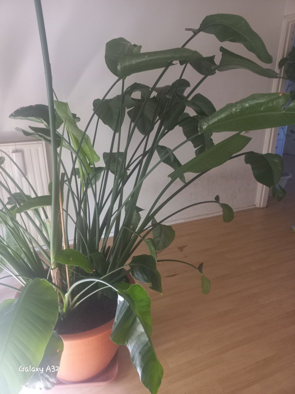 Strelitzia  - Paradijsvogelplant
