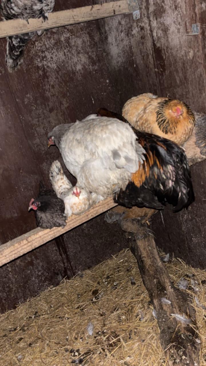 Kippen(seramas/Brahamas