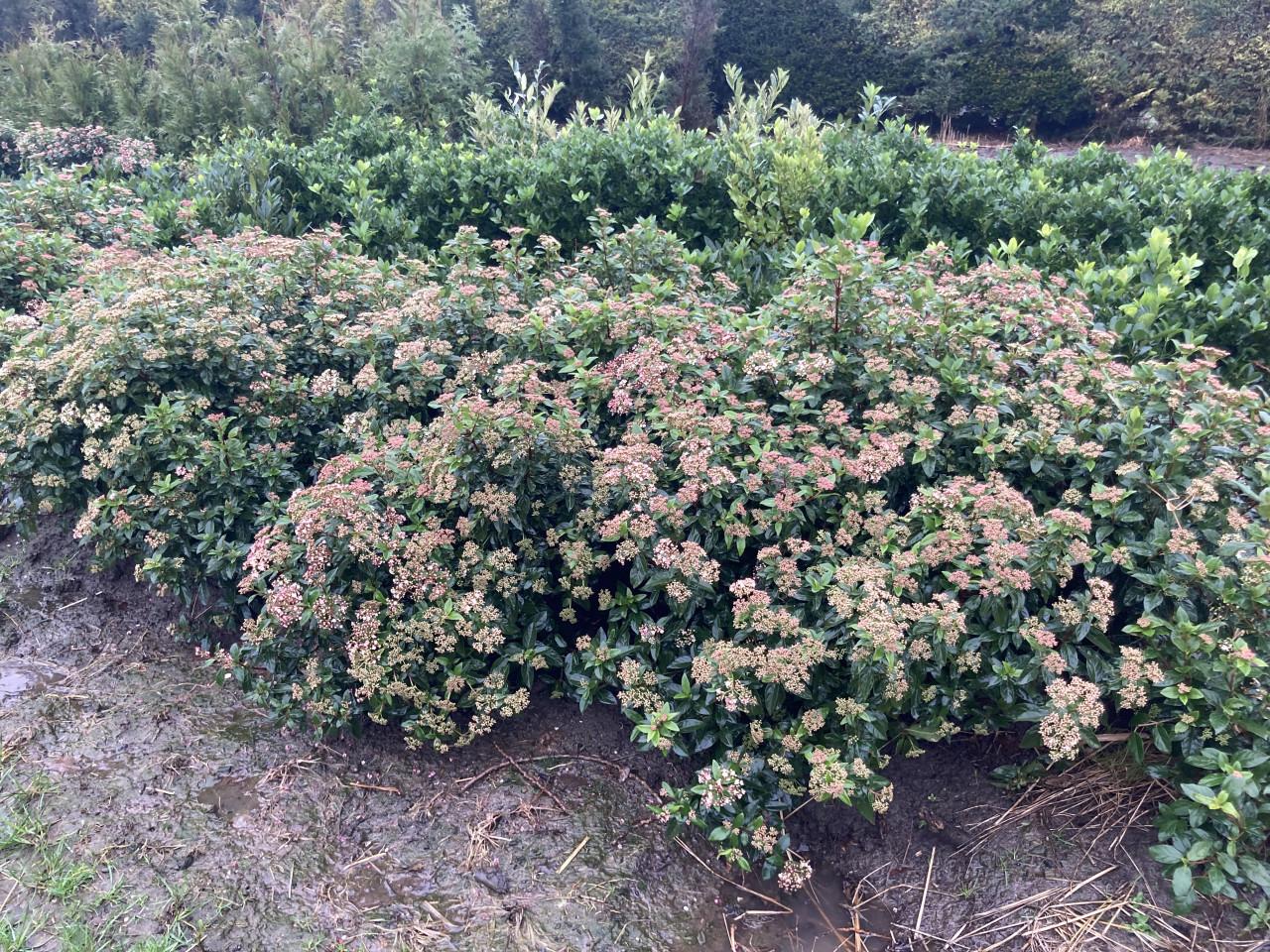 Viburnum tinus/davidii