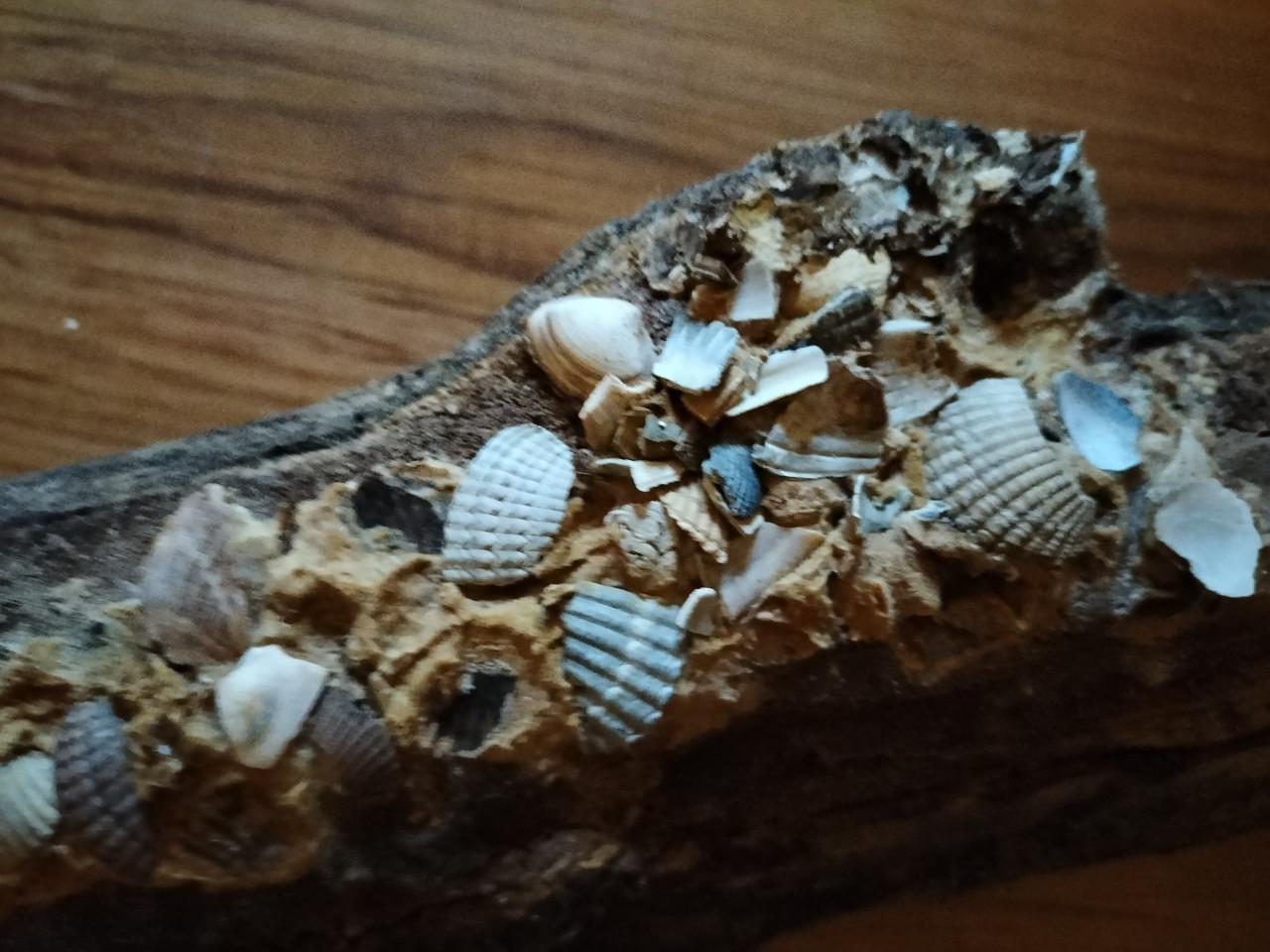 Houten paal met schelpen