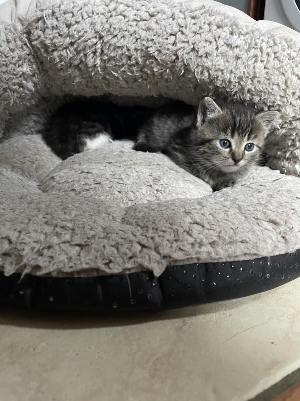 Kittens (mannetjes)