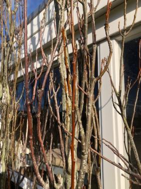 Goudiep | Ulmus hollandica Wredei | zuilboom