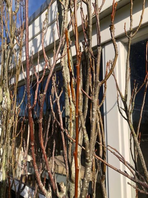 Goudiep | Ulmus hollandica Wredei | zuilboom