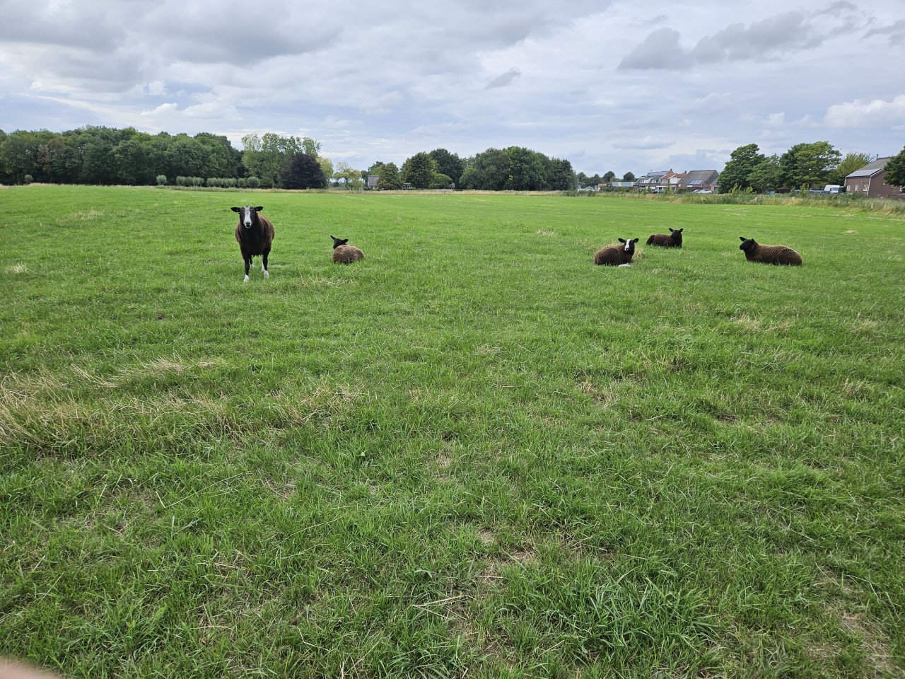 Zwartbles dekram/fokram