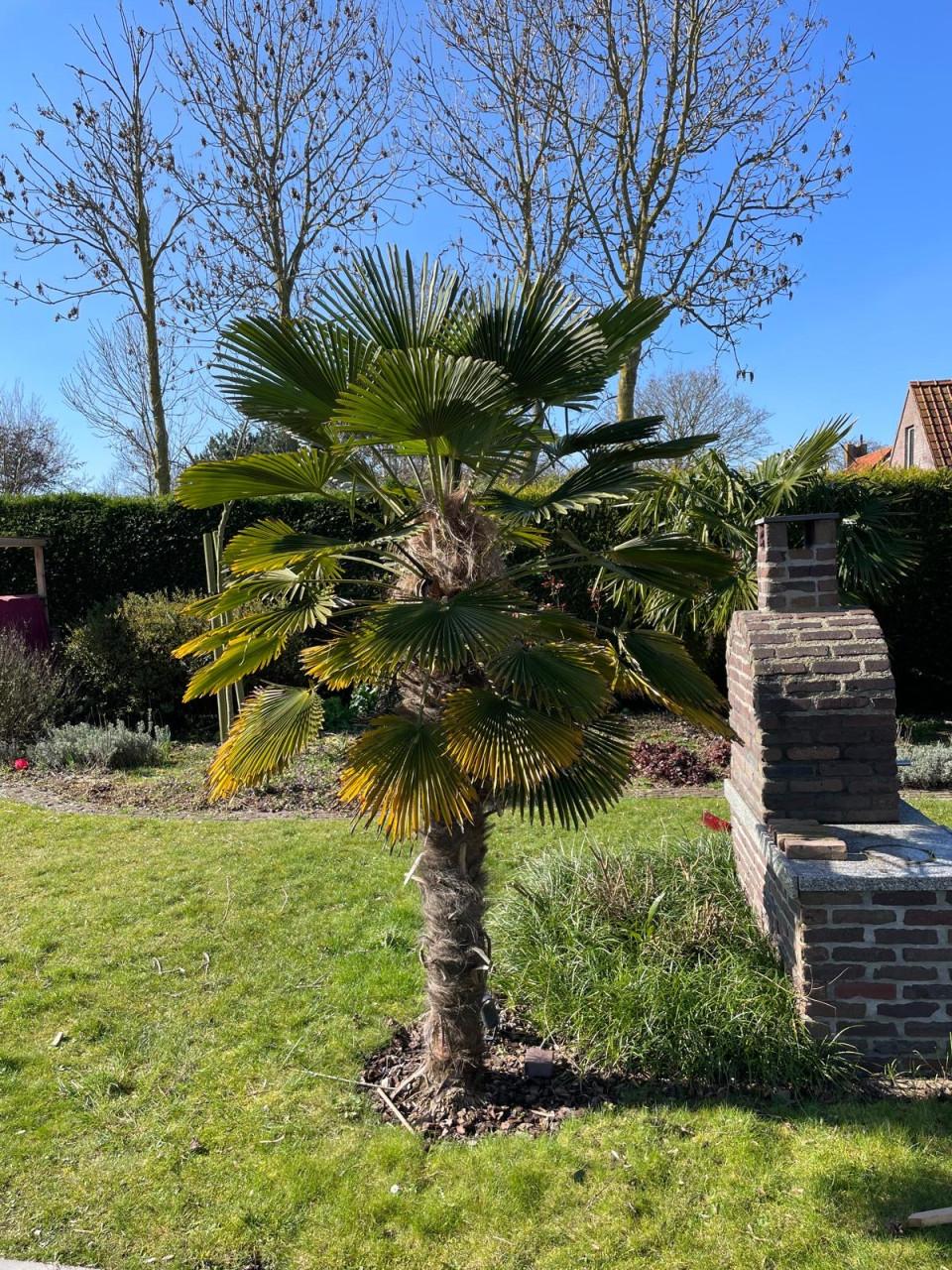 Palmbomen en Yucca’s