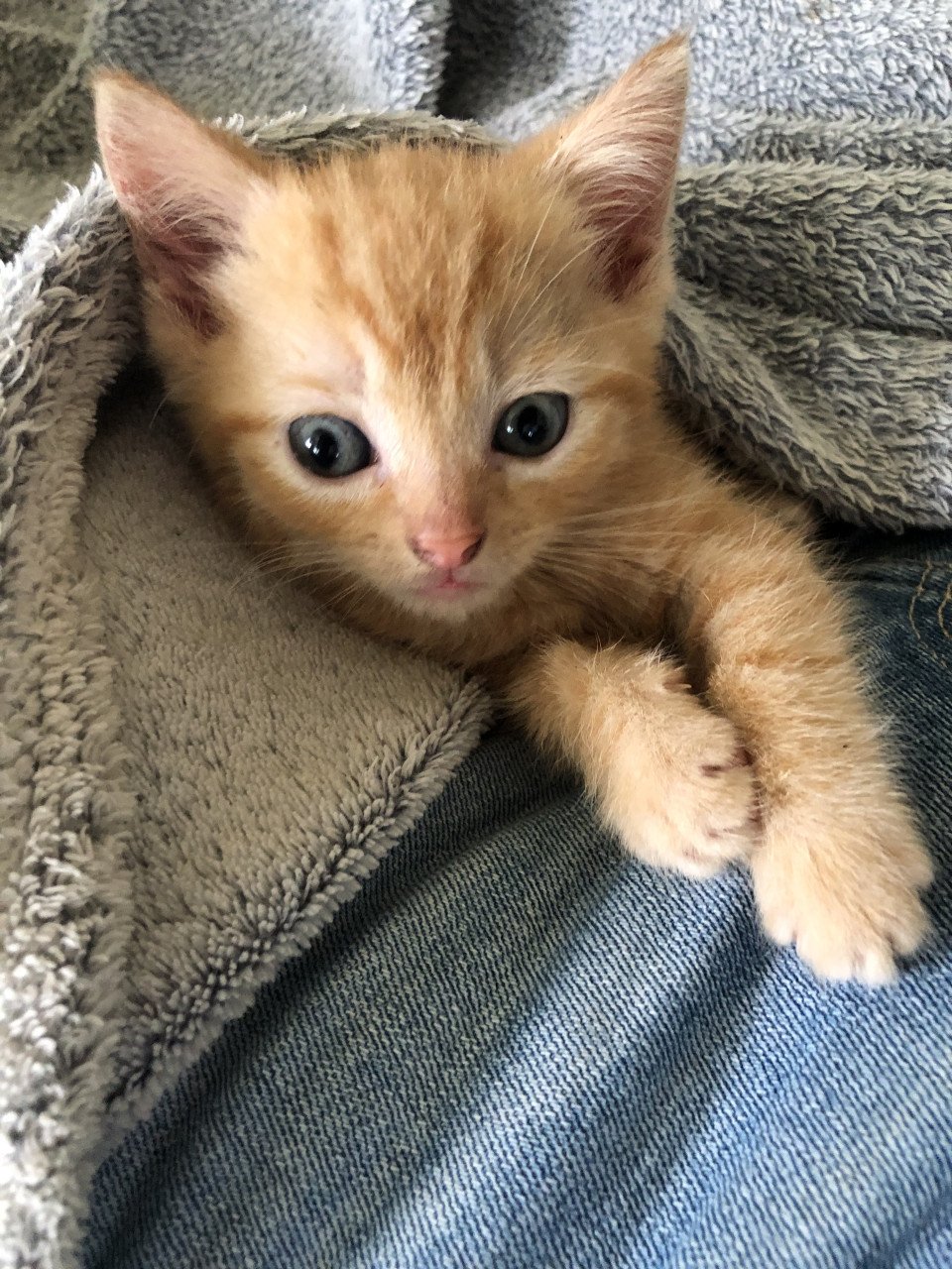 Rood Kitten vrouwtje