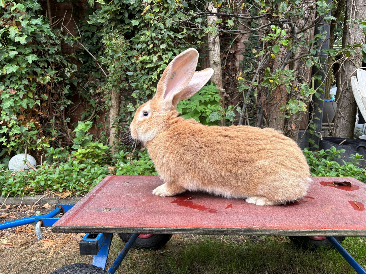 Raszuivere gele vlaamse reus ram