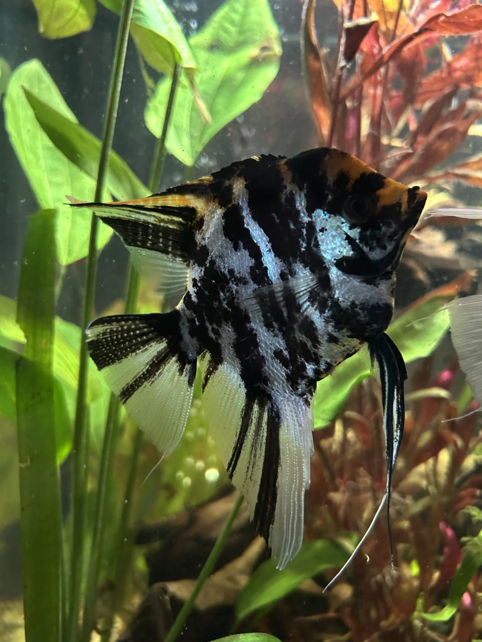 Twee mooie grote maanvissen