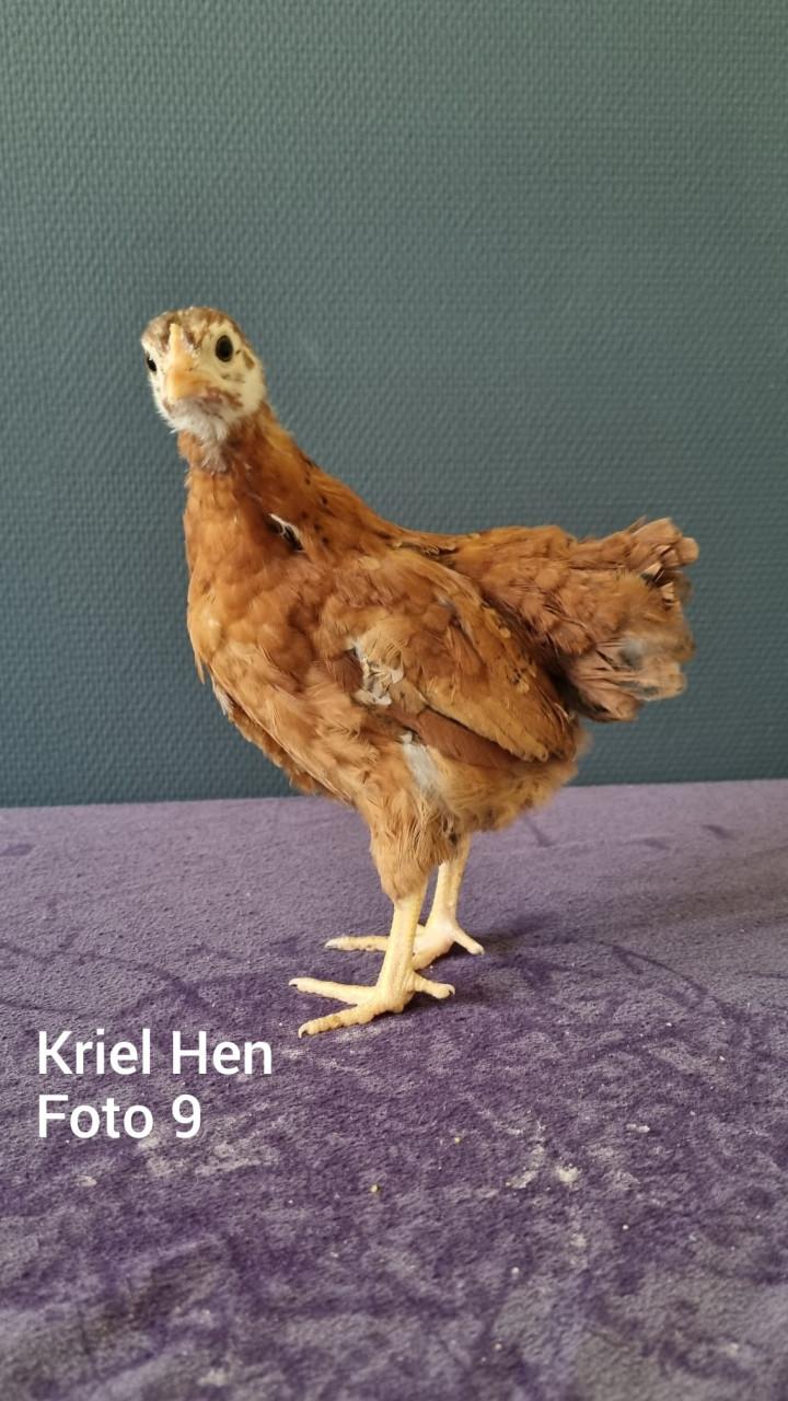 Kriel kuikens