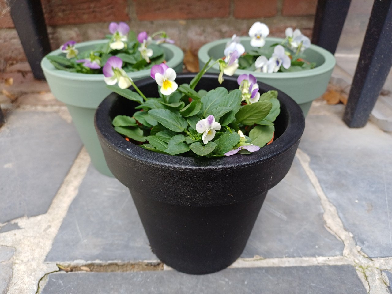 Leuke HERFST VIOLEN met BLOEMPOT 1x zwart en 2x groen !