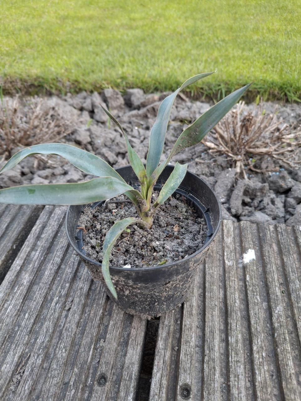 Yukka planten