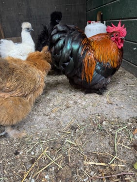 Twee mooie lieve hanen