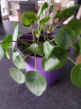Pannekoekplanten