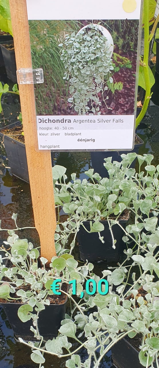 TUINPLANTEN leuke prijzen!