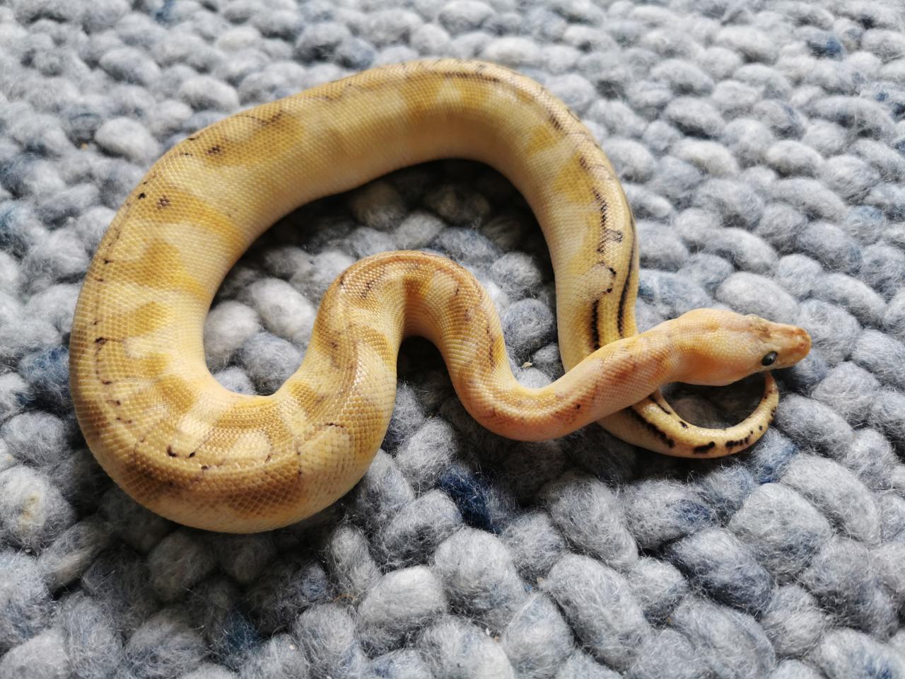 Champagne Enchi Pastel Koningspython vrouwtje