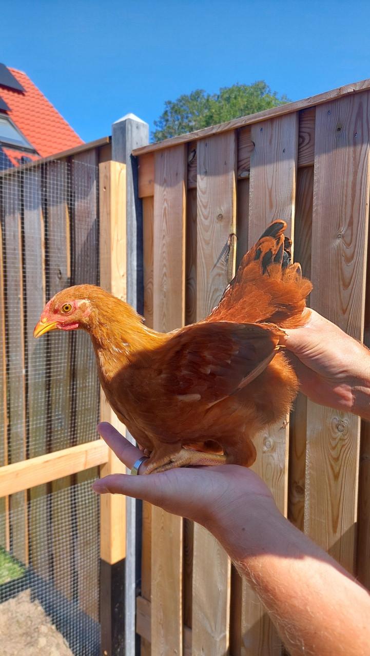 1 hen en 4 hanen zoeken een huisje!