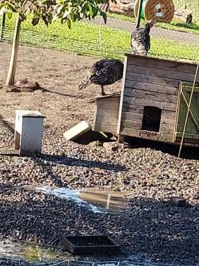 3 kalkoen hanen wildkleur