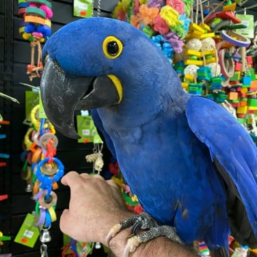 Getemde blauwe papegaai ter adoptie en herplaatsing
