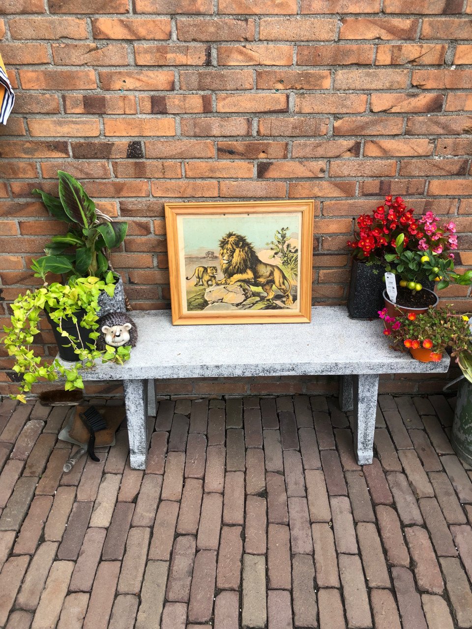 Vintage school plaat met twee leeuwen.