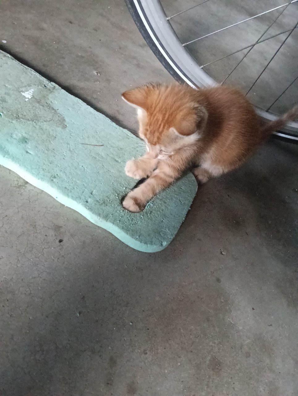 Jonge katjes