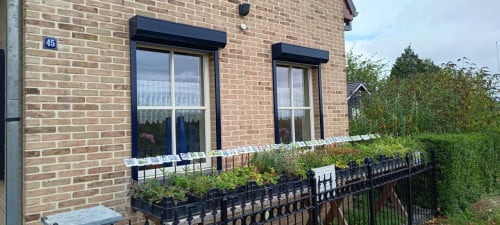 Mooi bijen,- en vlinderplanten: in ons plantenkraampje slechts € 1,25 p/st.