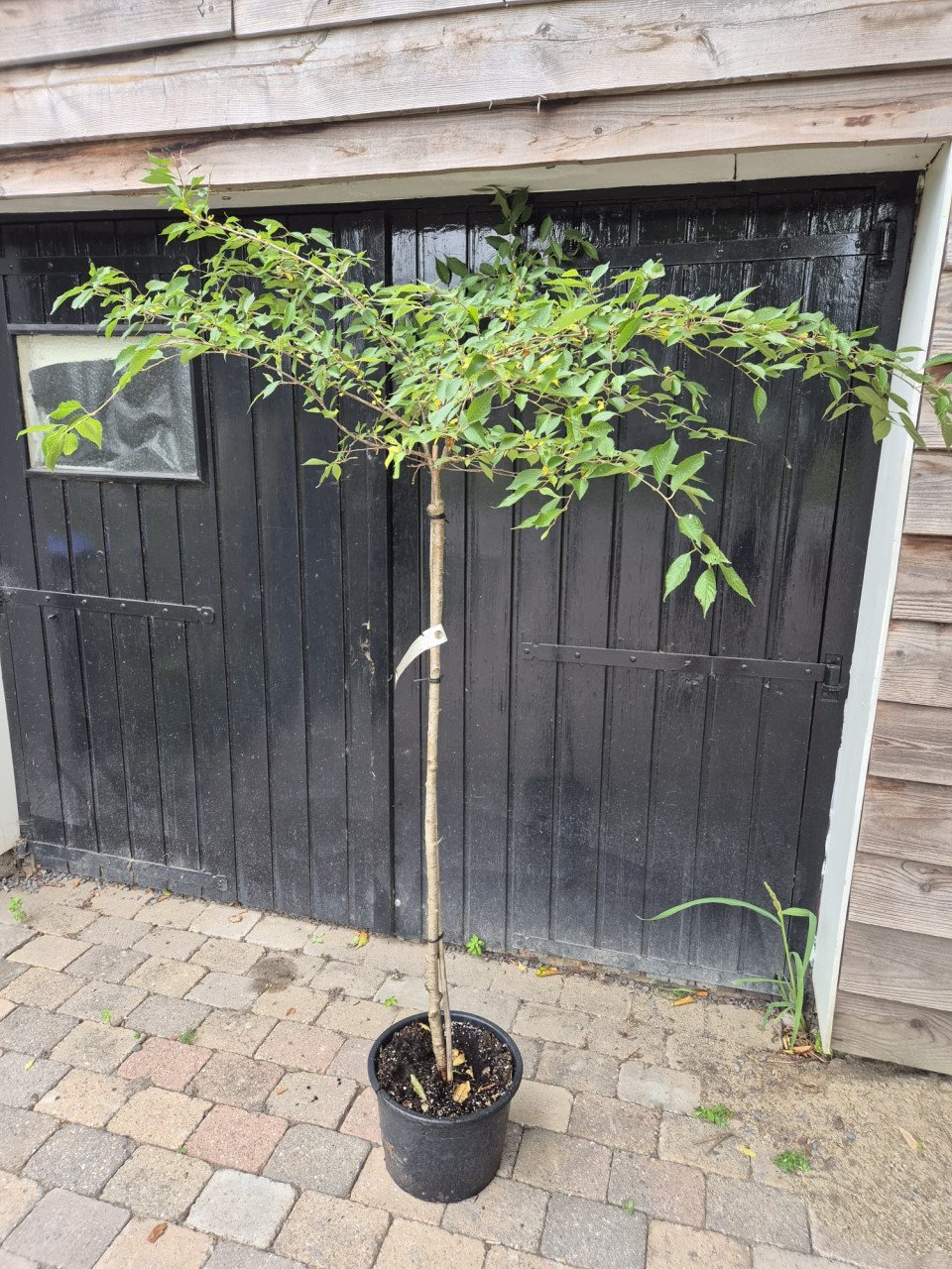Prunus Autumnalis Rosea - Japanse sierkers op stam